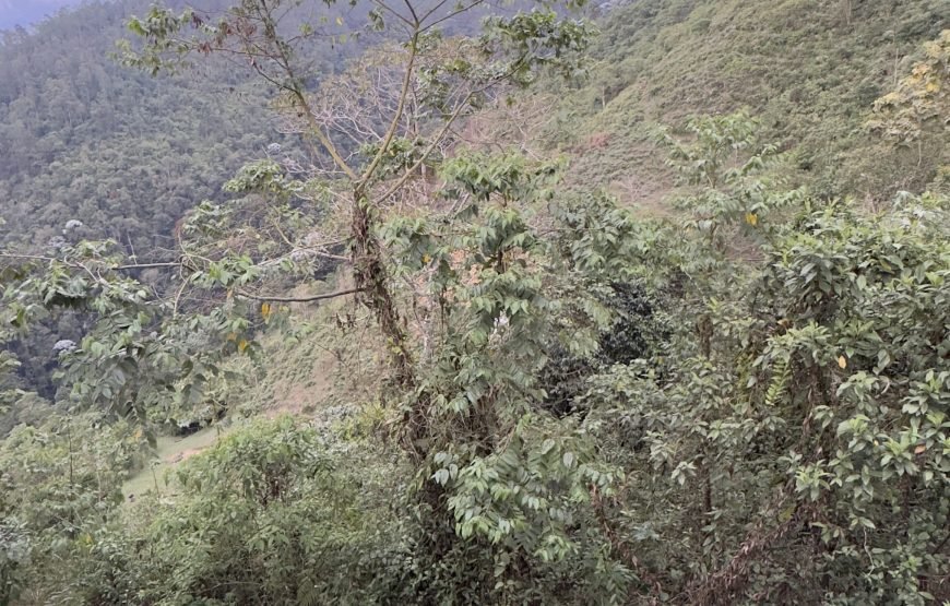 Finca Mirador La Laguna